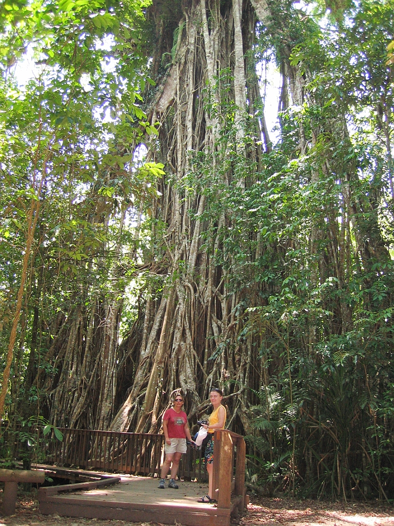 012 Cathedral Fig Tree.jpg